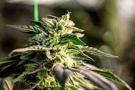 Exploring the World of Cannabis Seeds in Utah A Comprehensive Guide Exploring the World of Cannabis Seeds in Utah A Comprehensive Guide