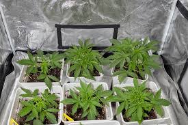 Exploring the World of Cannabis Seeds in Utah A Comprehensive Guide Exploring the World of Cannabis Seeds in Utah A Comprehensive Guide