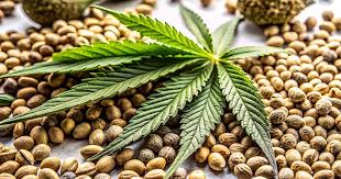 Exploring the World of Cannabis Seeds in Utah A Comprehensive Guide Exploring the World of Cannabis Seeds in Utah A Comprehensive Guide